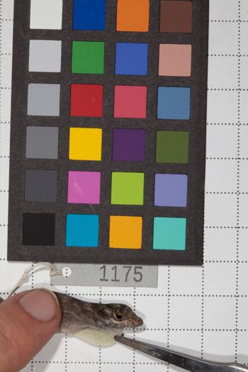 Media type: image;   Herpetology R-190637